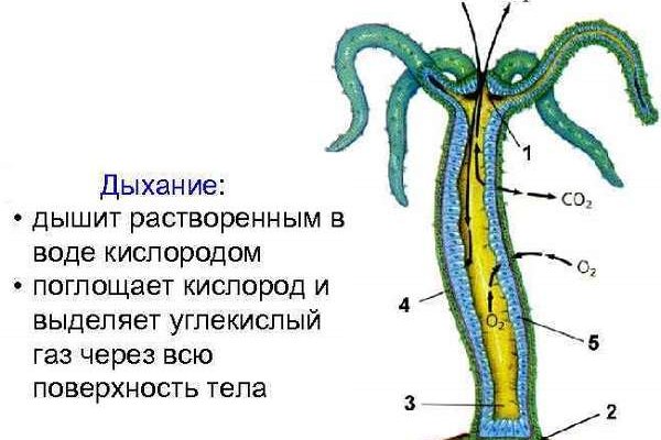 Кракен онион ссылка на тор